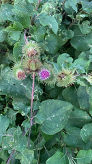Arctium lappa