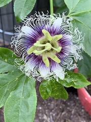 Passifloraceae