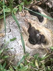 Scleroderma polyrhizum
