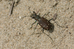 Cicindela oregona