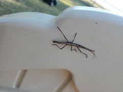 Anisomorpha buprestoides