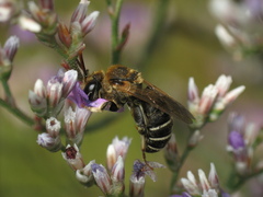 Pseudapis diversipes