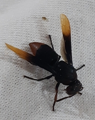 Rhynchium