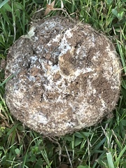 Scleroderma polyrhizum
