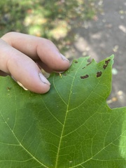 Vasates aceriscrumena