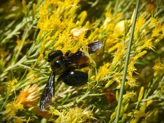 Xylocopa californica