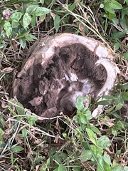 Scleroderma polyrhizum