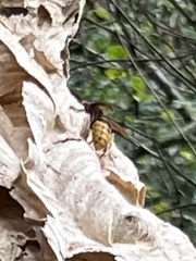 Vespa crabro