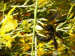 Xylocopa californica