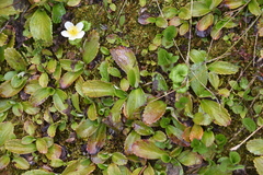 Leptarrhena pyrolifolia