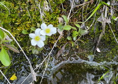 Anemone parviflora