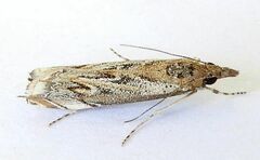 Mesolia huachucaella