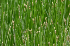 Eleocharis
