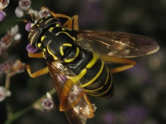 Spilomyia