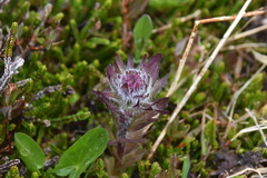 Castilleja parviflora