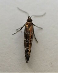 Chrysorthenches drosochalca