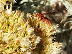 Polistes kaibabensis