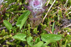 Castilleja parviflora