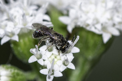 Ceratina
