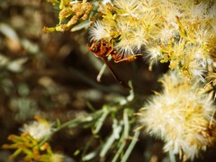 Polistes kaibabensis