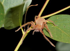 Neosparassus diana