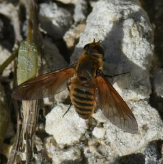 Poecilanthrax lucifer