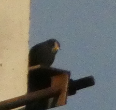 Phoenicurus ochruros