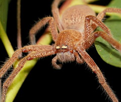 Neosparassus diana