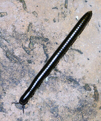 Archispirostreptus syriacus