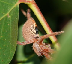 Neosparassus diana