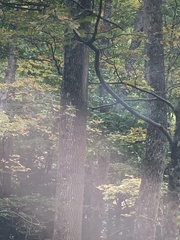Fraxinus americana