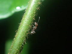 Dolichoderus thoracicus