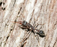 Myrmecia pyriformis