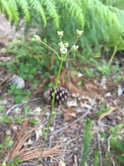 Bunium bulbocastanum