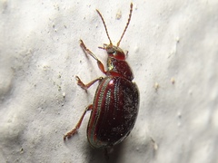 Chrysolina americana