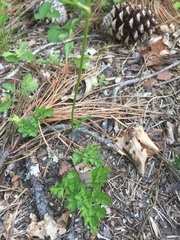 Bunium bulbocastanum