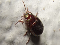 Chrysolina americana