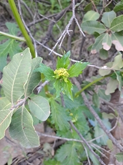 Sanicula crassicaulis