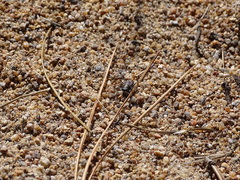 Cicindela oregona