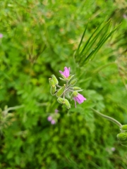 Erodium moschatum