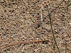 Cicindela oregona