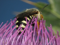 Icteranthidium laterale