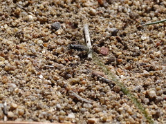 Cicindela oregona