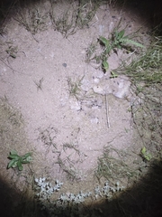 Veromessor pergandei