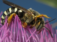Icteranthidium laterale
