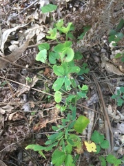 Euphorbia amygdaloides