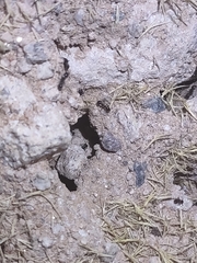 Veromessor pergandei