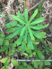 Euphorbia amygdaloides