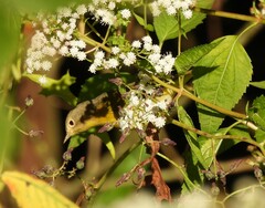 Leiothlypis ruficapilla