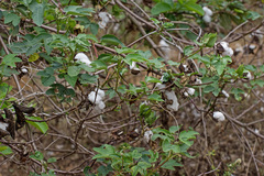 Gossypium herbaceum